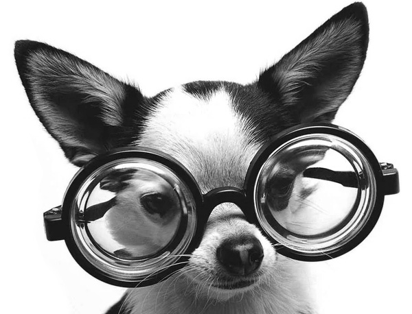 Picture of a Dog With Glasses